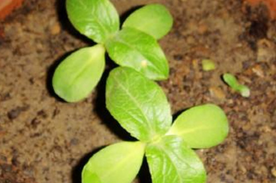 矮牵牛花种子能保存多少年