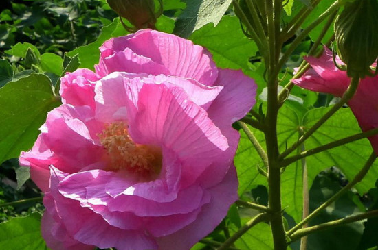 芙蓉花要开花时应该注意什么