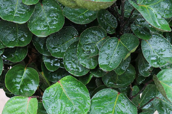 钱多多植物的养殖方法