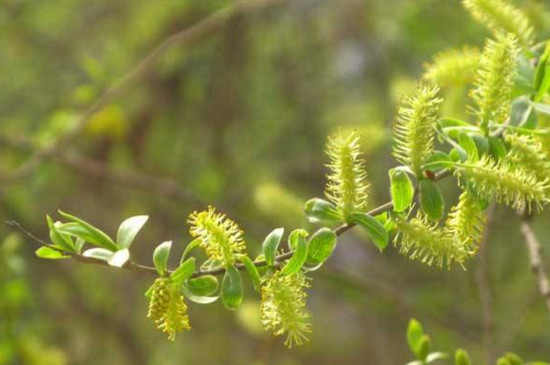 柳树花是完全花吗