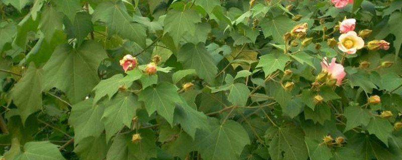 芙蓉花叶怎样生根