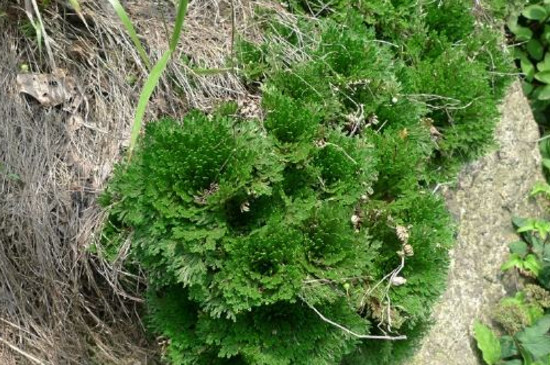 卷柏是蕨类植物吗