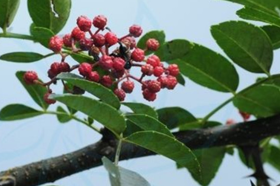 花椒把树弄死的原理