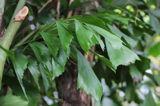 12种常见棕榈科植物