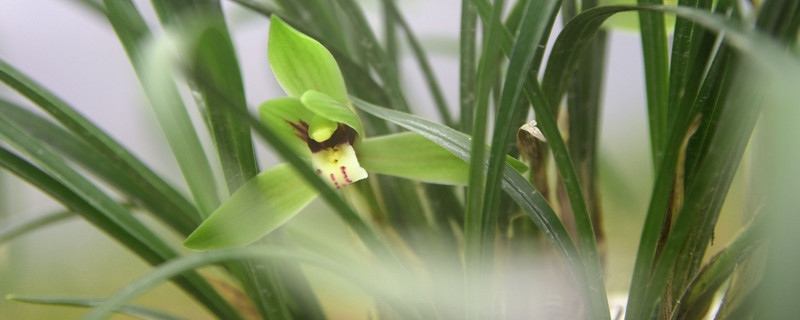 三个让兰花开花多、开花靓的小方法