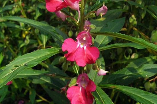 凤仙花的茎属于什么