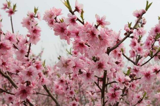 桃花是两性花还是单性花