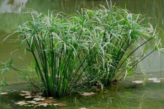 常见水边植物