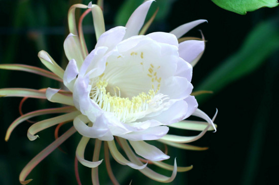 芸花和昙花什么区别