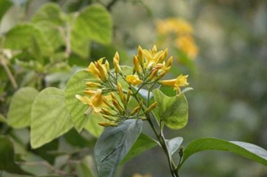 中国八大剧毒植物