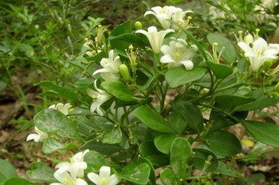 九里香一年开几次花朵