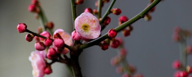 全国最美的花朵