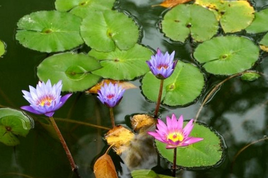 睡莲花期一朵花开几天