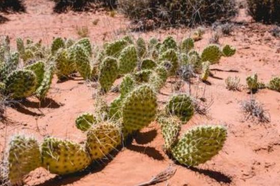 四季青巴掌大用手摸针儿扎打一植物