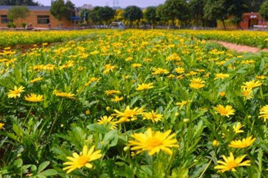 木春菊花语