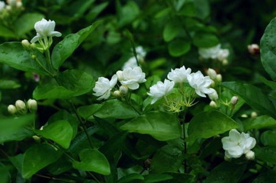 未莉花怎样栽培