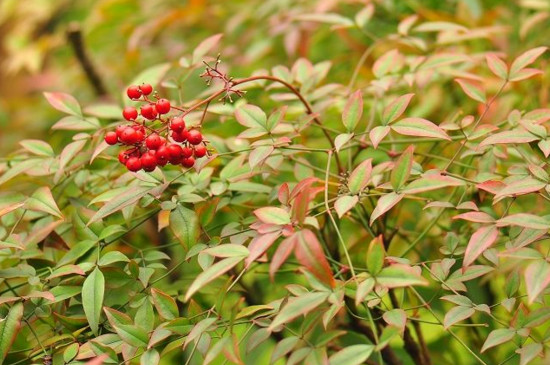 适应假山绿植品种