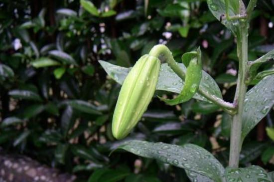 百合花小花苞变黑