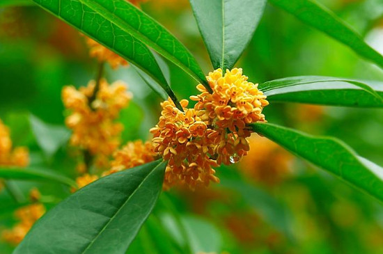 金桂花花语