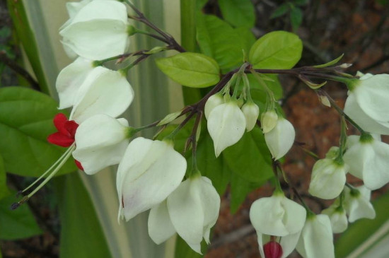 龙吐珠水培