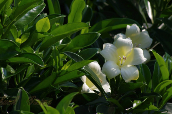 非洲茉莉怎么泡出根