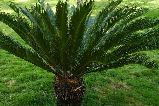 苏铁是裸子植物吗