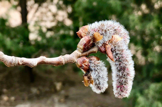 杨树花是完全花吗