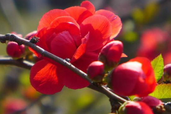 迎春花和海棠花是什么颜色的