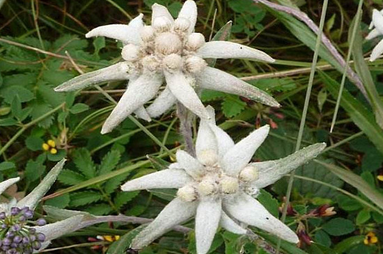 雪绒花是什么花