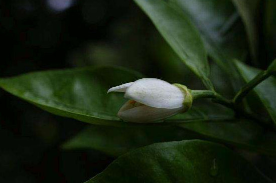 柚子花芽分化时间