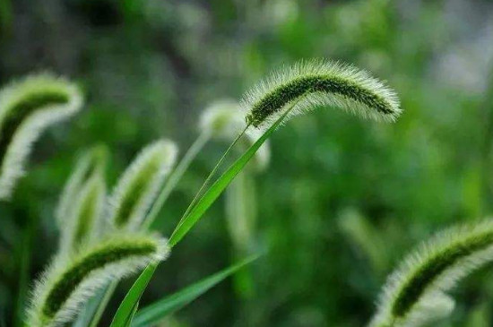 狗尾巴草的花语唯美