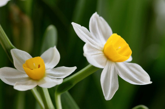 水仙花可以治灰指甲吗