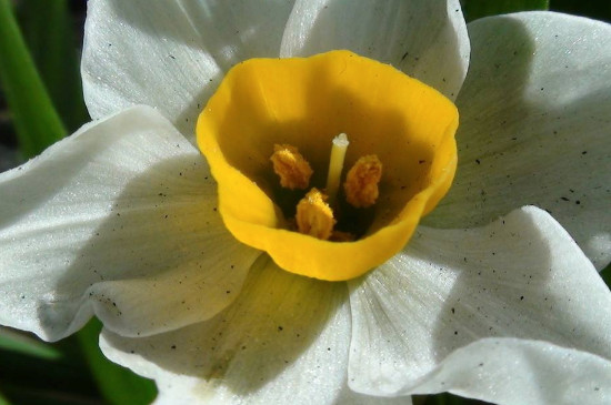 水仙花可以治灰指甲吗