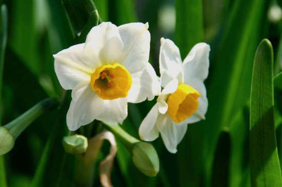 水仙花可以养在鱼缸里吗