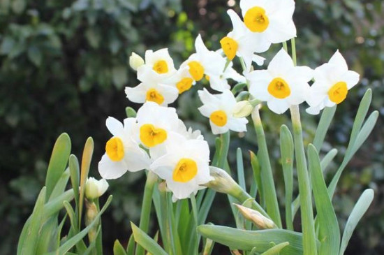 水培水仙花什么时候种植