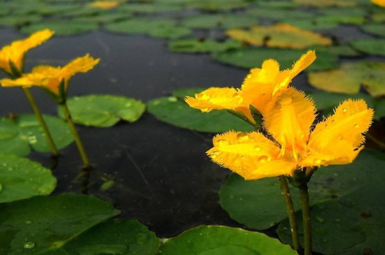 滴水观音是挺水植物吗?