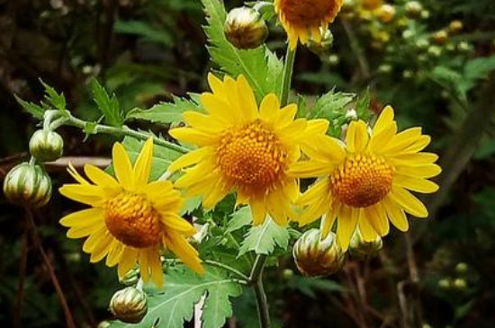 野菊花摘回来怎么处理