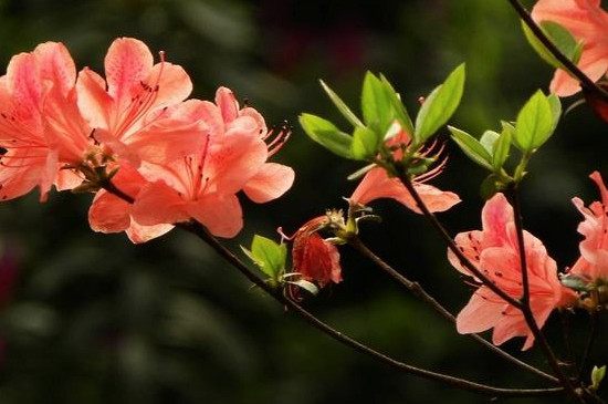 映山红下山桩栽植要点