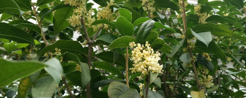 山东桂花怎样越冬