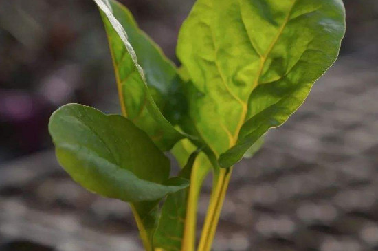 带黄梗植物学名叫什么