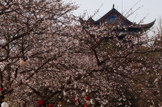 湖北樱花什么时候开