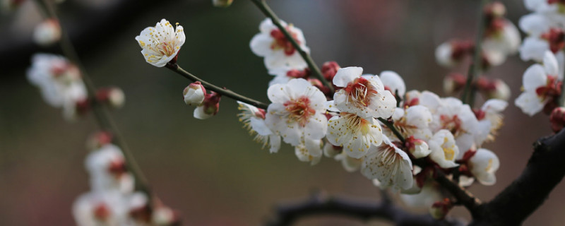 梅花的颜色有哪些