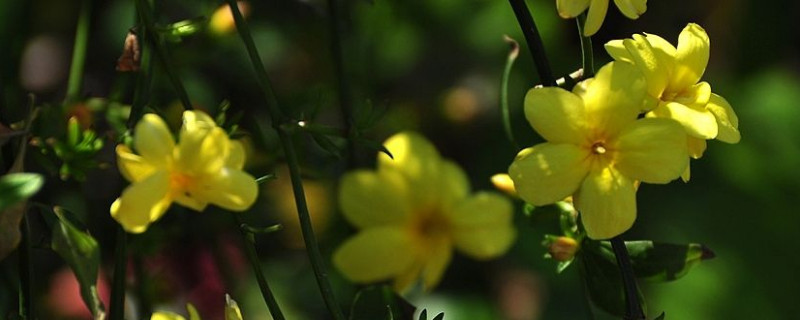 迎春花有香味吗