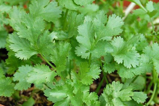 含碱性食物和水果蔬菜