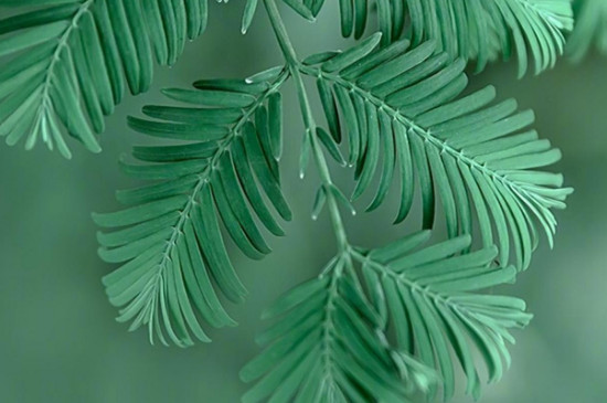 植物的主要组织