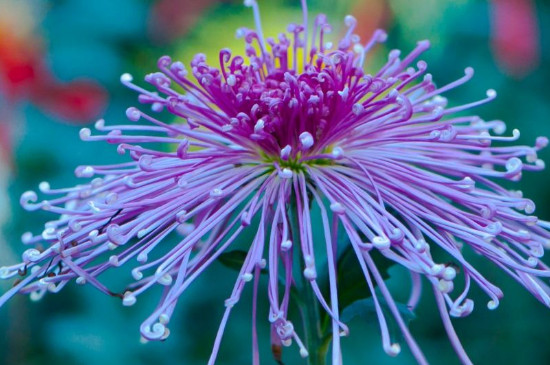 菊花开放季节