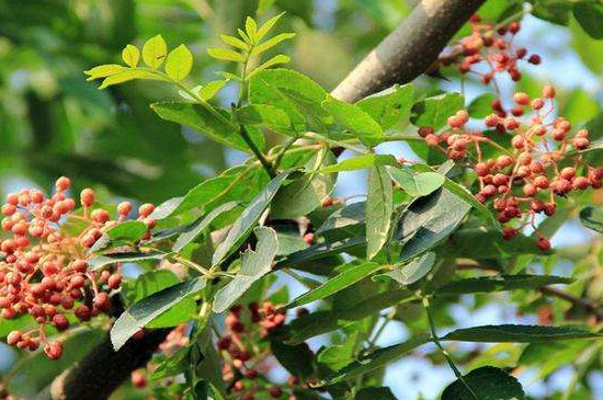 四年花椒树怎么修剪