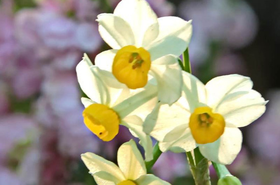 水仙花科普知识