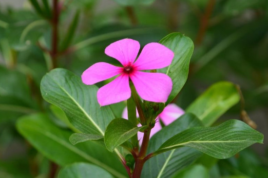 四季春花怎么养