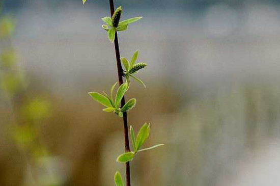 柳树能开花吗?开的什么花呀?